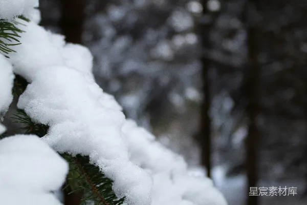 高清摄影 冬日松枝上的雪景