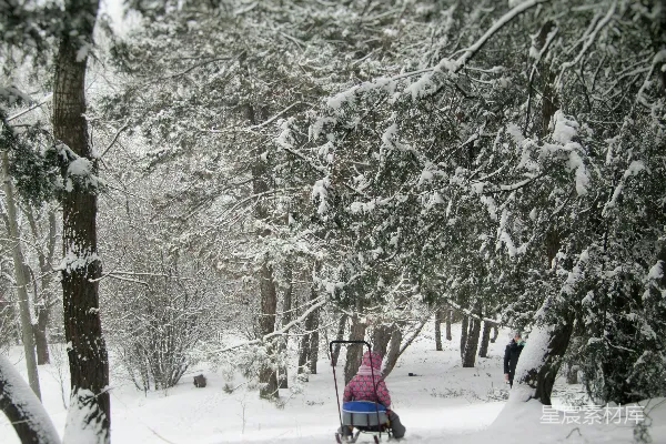 高清摄影 雪林中的亲子时光