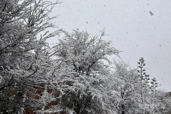 高清摄影 冬日雪景中的静谧与美丽