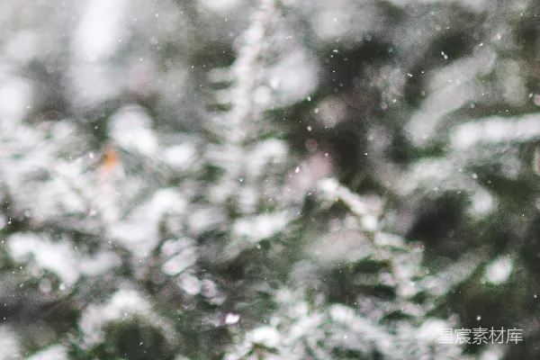 高清摄影 冬日松林雪景