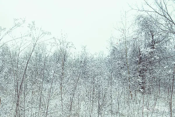 高清摄影 冬日雪景
