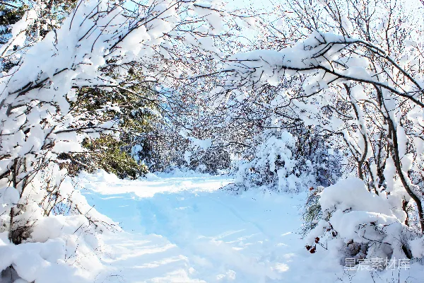 高清摄影 冬日雪景中的森林小径