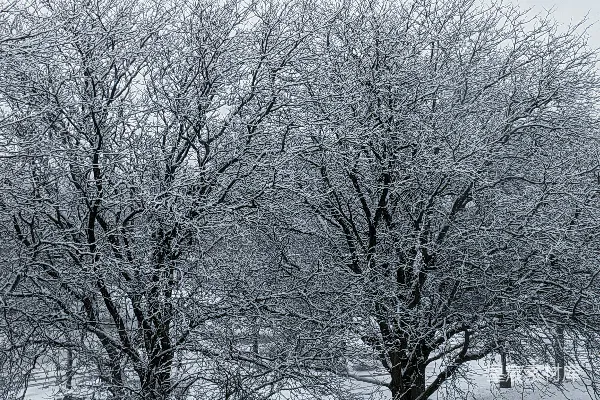 高清摄影 雪后静谧的冬日景象