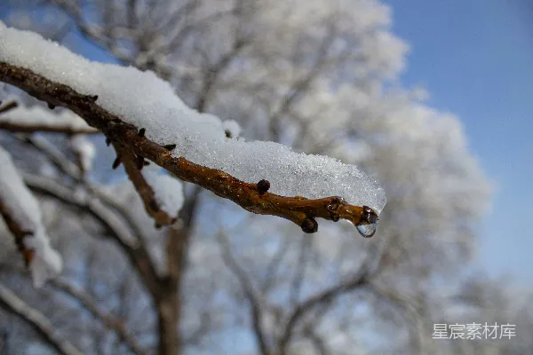 高清摄影 冬日树枝上的雪滴