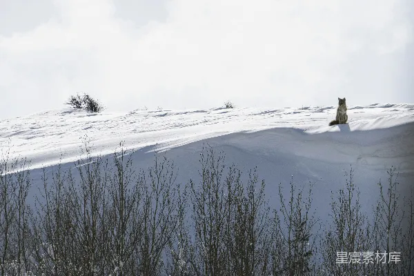 高清摄影 雪地里的独行者