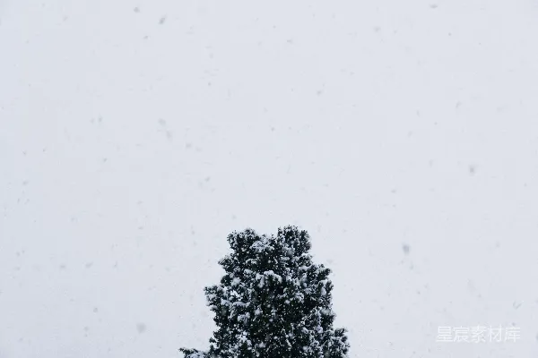 高清摄影 冬日松树下的雪景