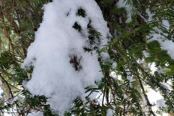 高清摄影 冬日松枝上的雪堆