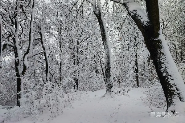 高清摄影 雪后的森林小径