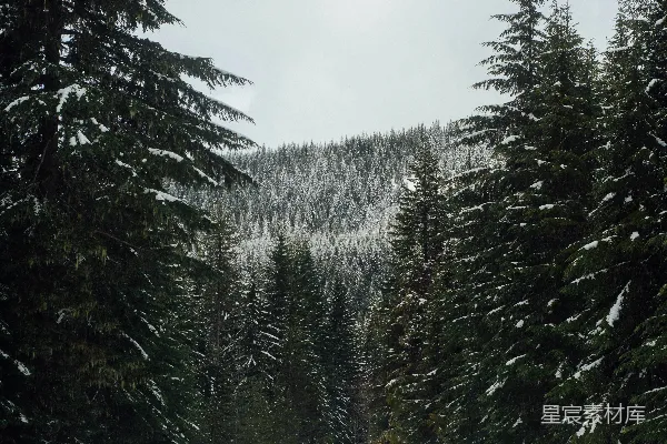 高清摄影 雪覆松林的宁静山谷
