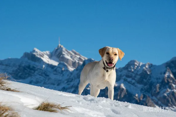 高清摄影 雪山上的黄色拉布拉多
