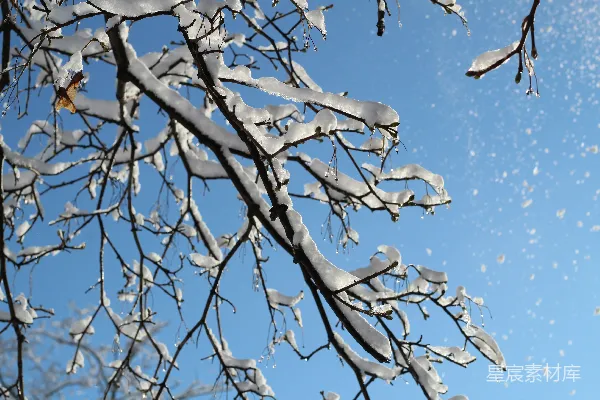 高清摄影 冬日雪景下的树枝