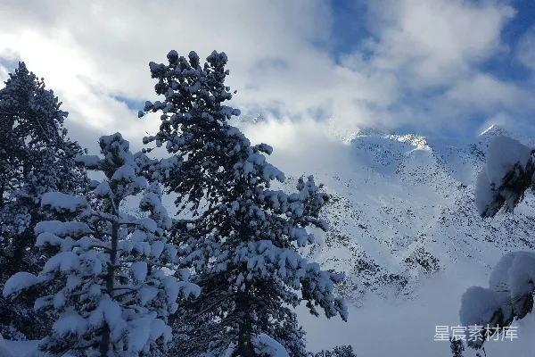 高清摄影 冬日雪山下的松树