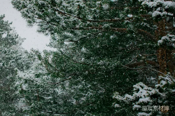 高清摄影 冬日松林雪景