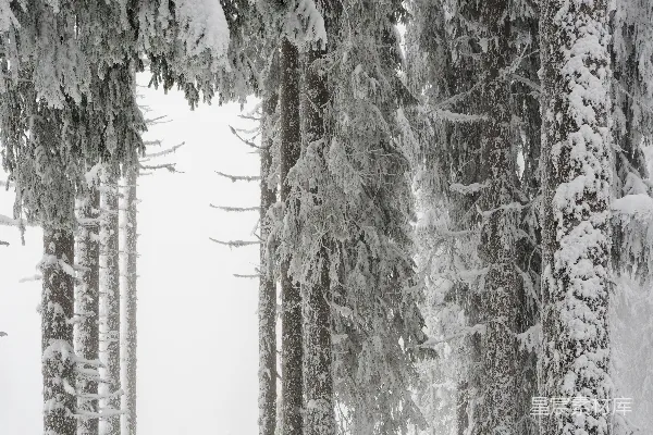高清摄影 冬日雪景中的松树林