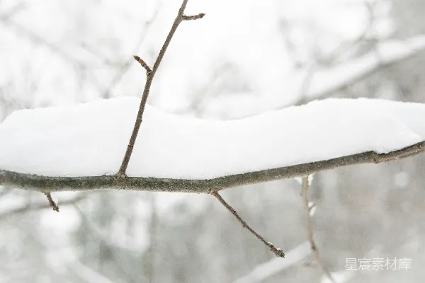 高清摄影 雪覆枝头的宁静冬日