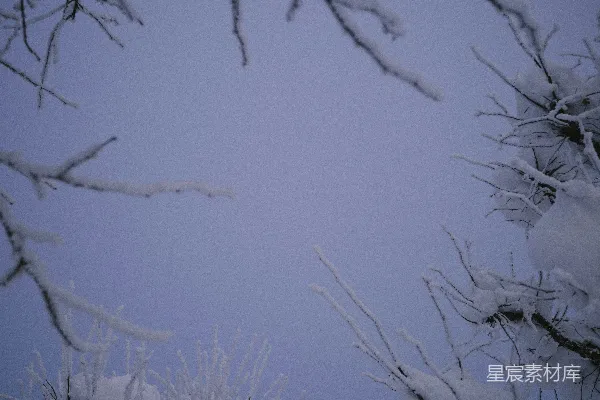高清摄影 雪后树枝的静谧之美