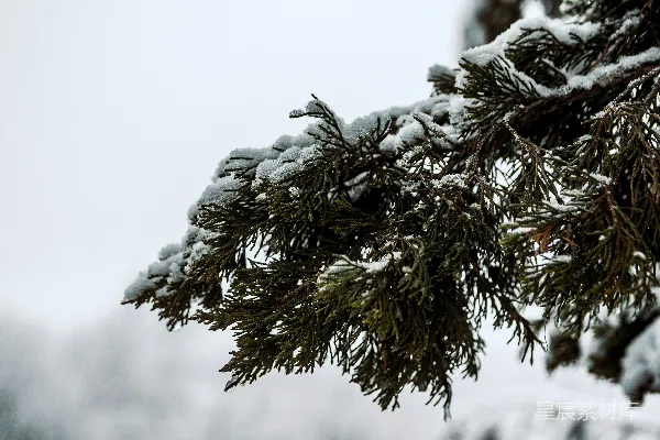 高清摄影 冬日松枝上的雪景