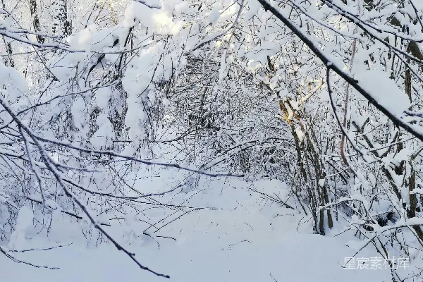 高清摄影 雪中的森林