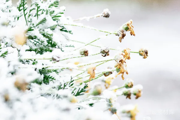 高清摄影 冬日雪景中的植物