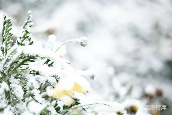 高清摄影 雪中的花朵