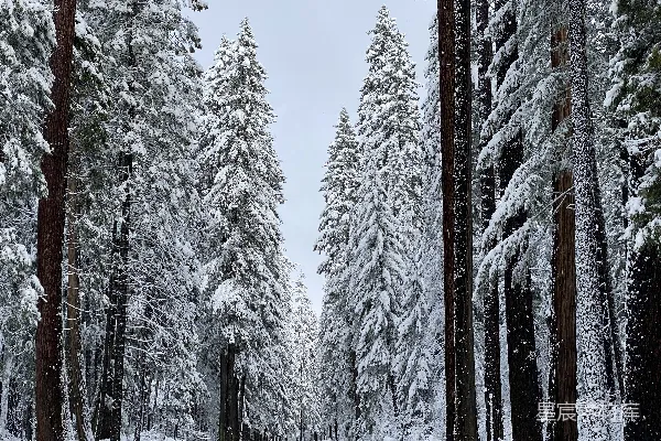 高清摄影 冬日雪林