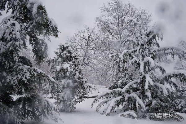 高清摄影 冬日雪景中的松树