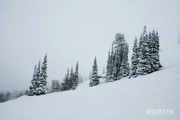 高清摄影 雪中的松树林