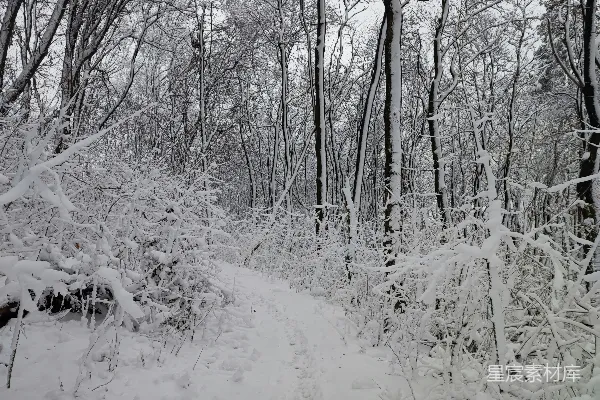 高清摄影 雪后的森林小径