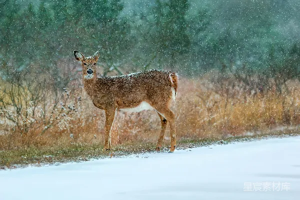 高清摄影 雪中的鹿