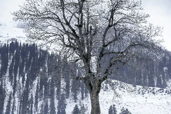 高清摄影 雪地里的孤独古树与骑马人