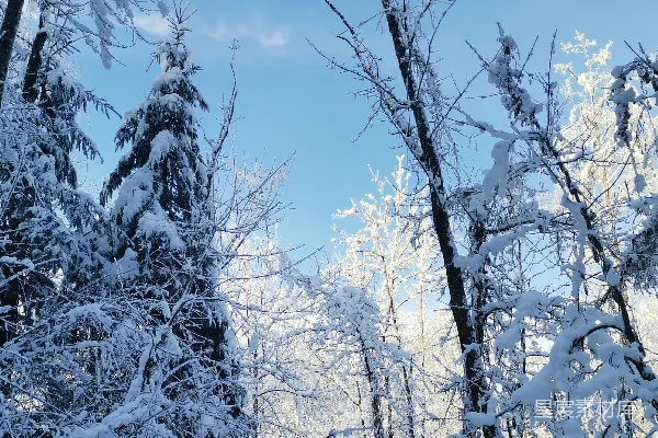 高清摄影 冬日森林雪景