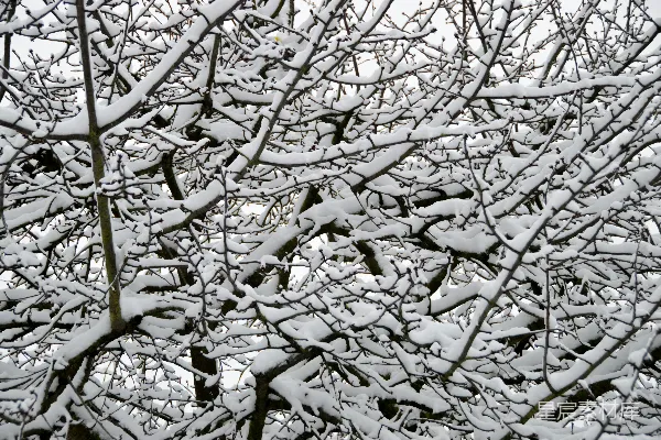高清摄影 冬日雪景中的树枝