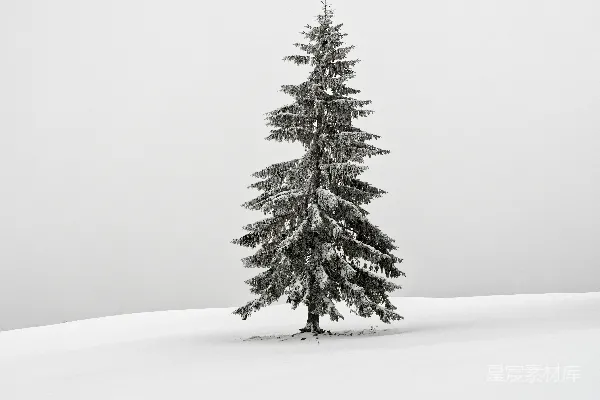 高清摄影 雪地中的独树