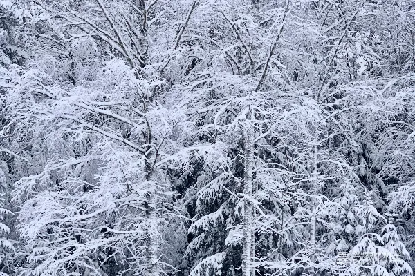 高清摄影 冬日雪景中的松树林