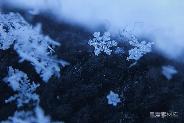 高清摄影 冬日霜花的静谧之美