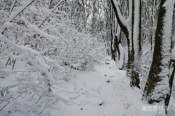 高清摄影 冬日雪林