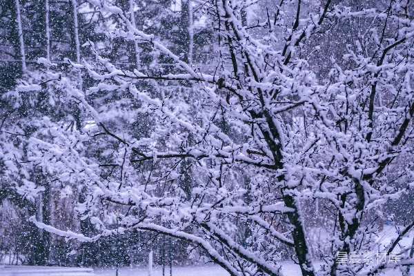 高清摄影 冬日雪景