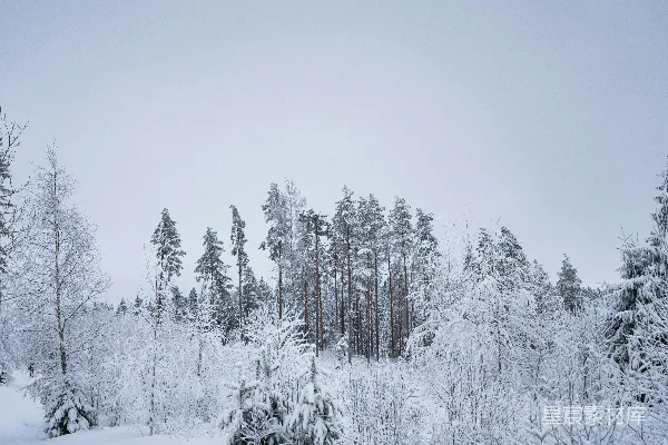 高清摄影 冬日雪林