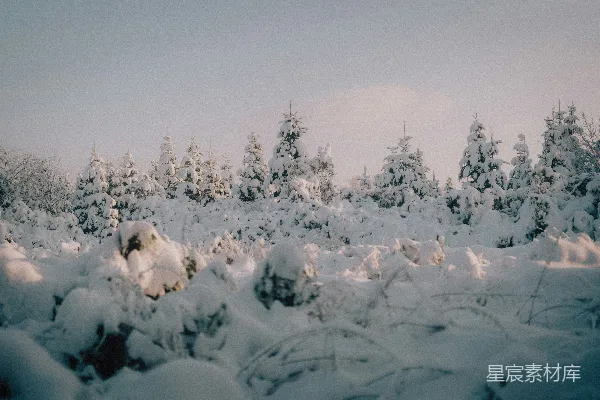 高清摄影 冬日雪景中的松树林