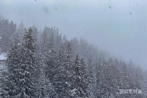 高清摄影 冬日雪景中的松林
