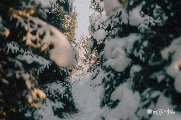 高清摄影 冬日雪景中的松树林