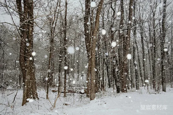高清摄影 冬日雪林