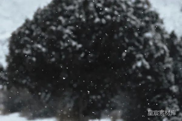 高清摄影 雪中的树