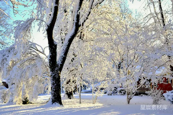高清摄影 冬日雪景中的霜枝