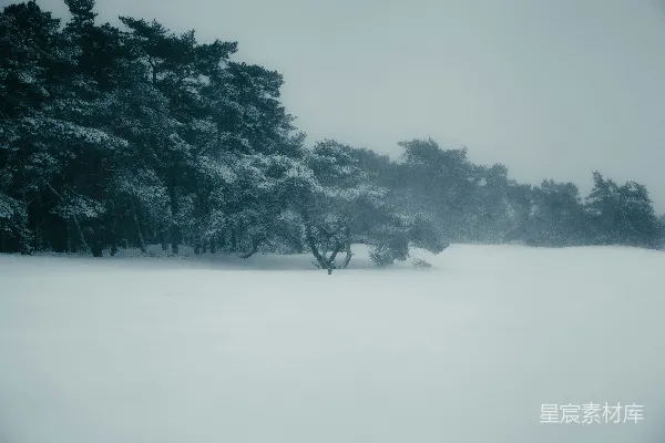 高清摄影 冬日雪景中的孤树