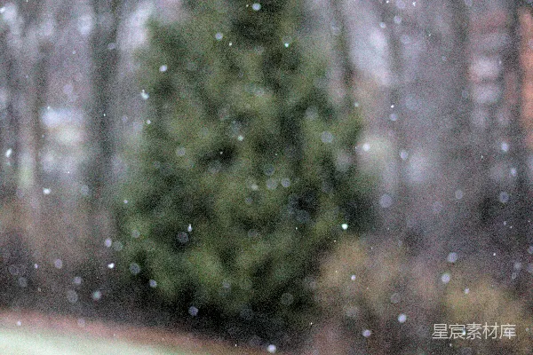 高清摄影 冬日雪景中的松树