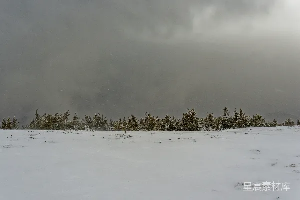 高清摄影 雪中的松林