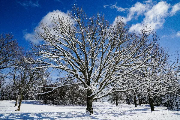 高清摄影 冬日雪景下的孤树