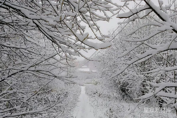 高清摄影 冬日雪景中的森林小径