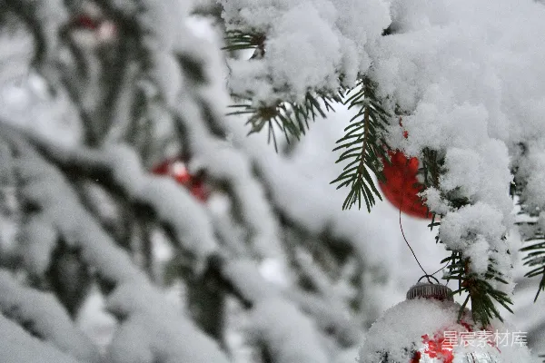 高清摄影 雪中挂饰的圣诞树